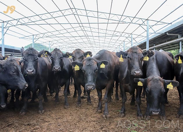 沙漠有机肉牛养殖基地